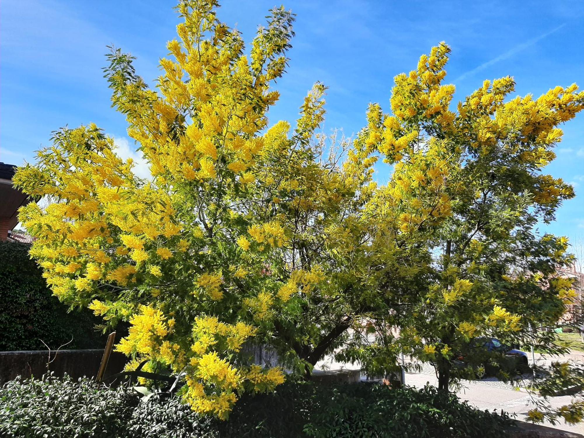 Apartmán La Mimosa Dozza Exteriér fotografie